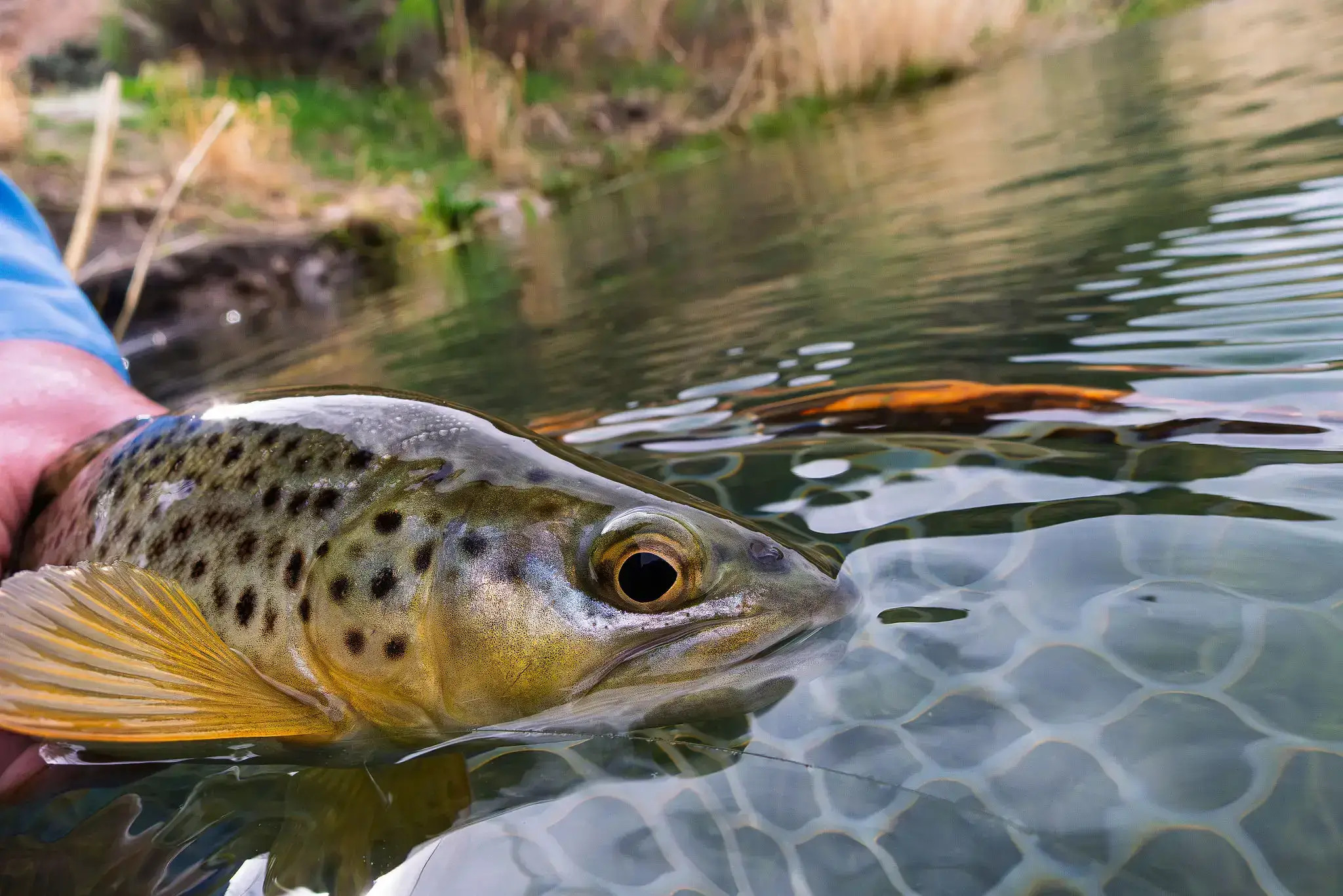 Close-up of a trout in clear water near the riverbank.