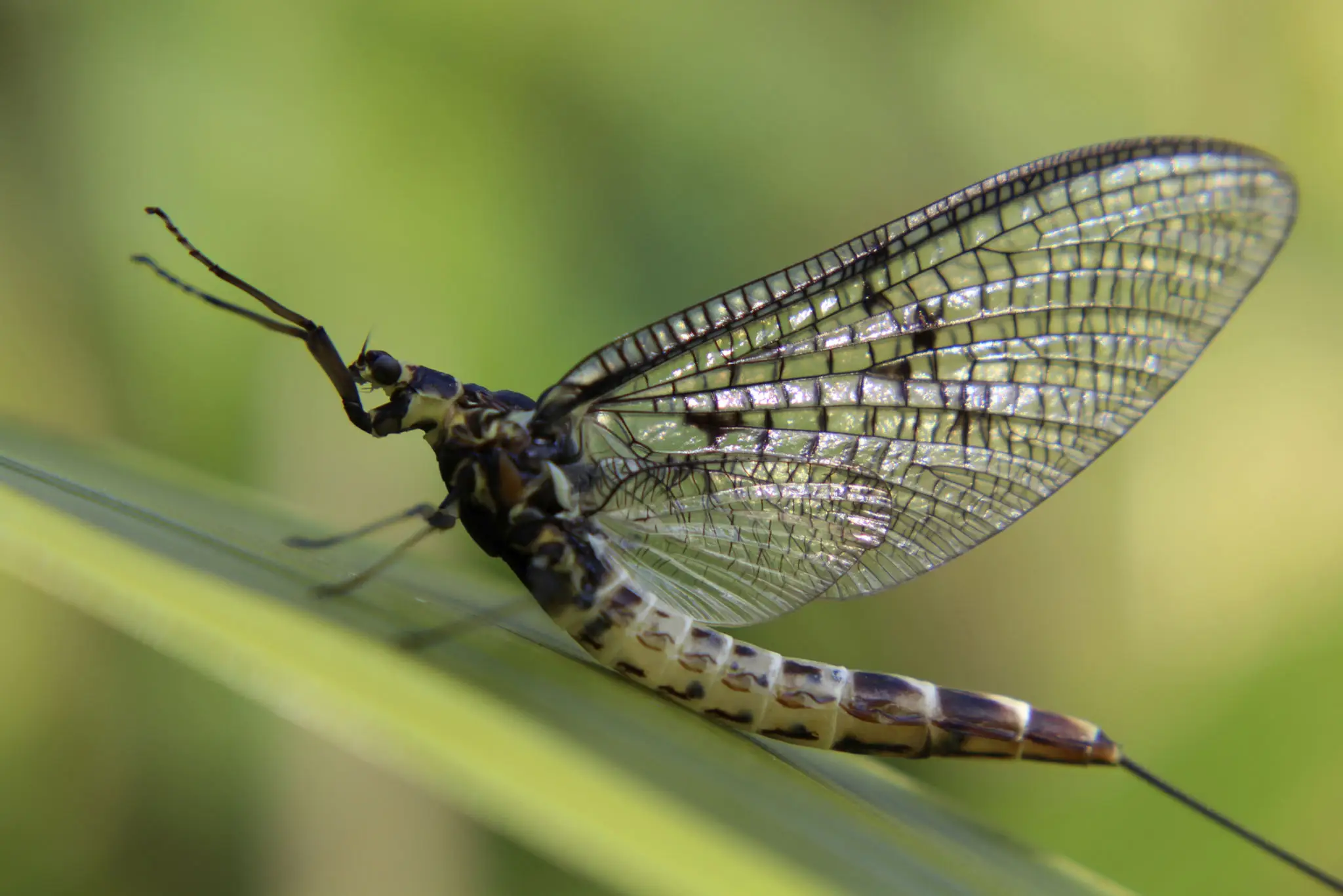 Close-up of a mayfly perched on a green blade of grass.