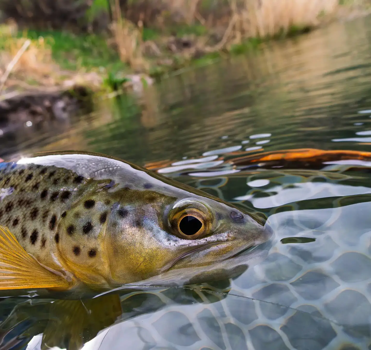 Close-up of a trout partially submerged in water with a natural background.